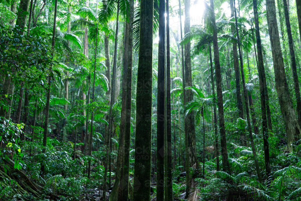 Dense green tropical palm rainforest - Australian Stock Image