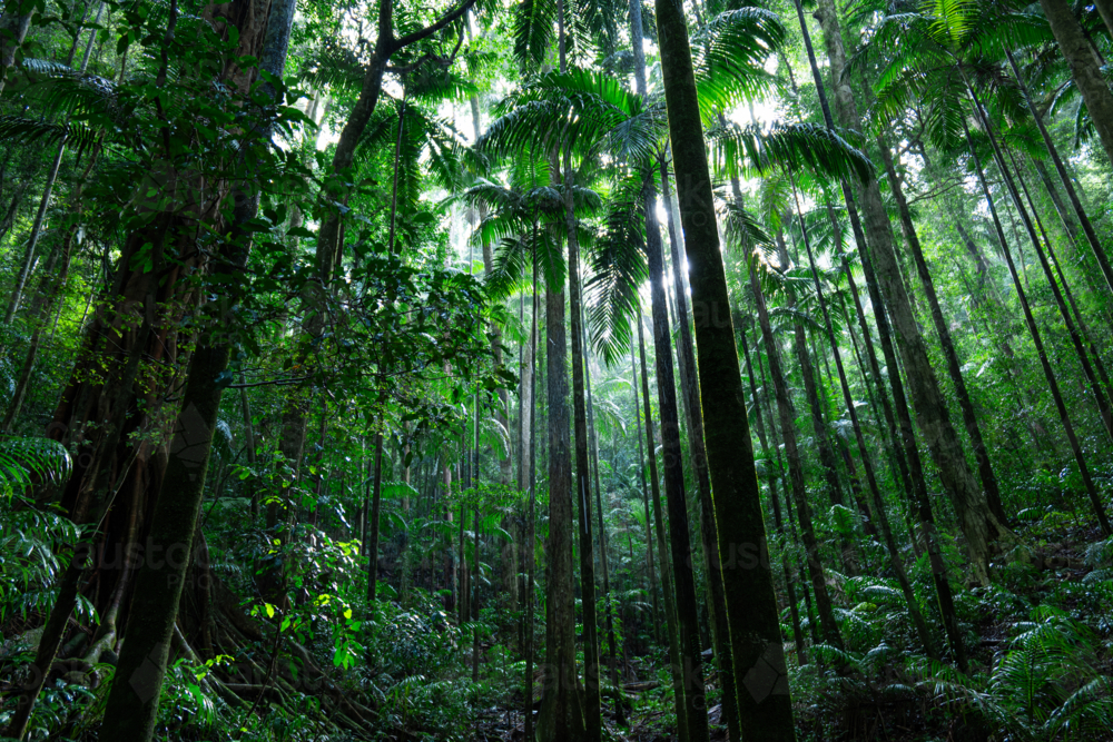 Dense green tropical palm rainforest - Australian Stock Image