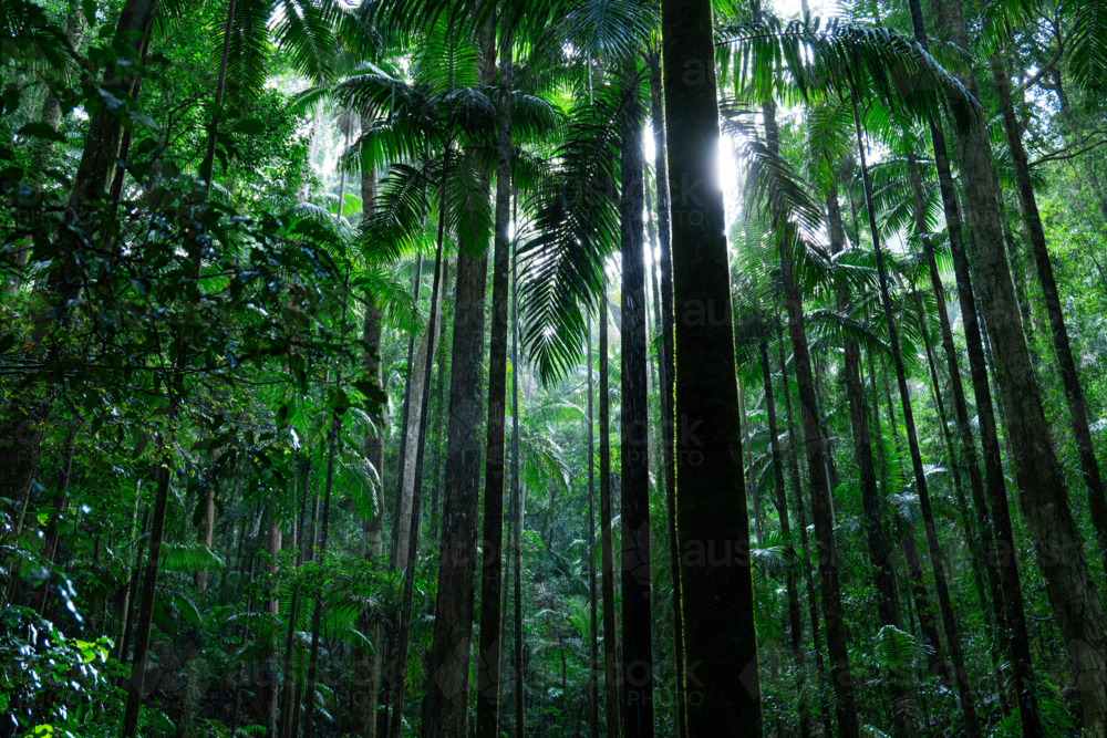Dense green tropical palm rainforest - Australian Stock Image