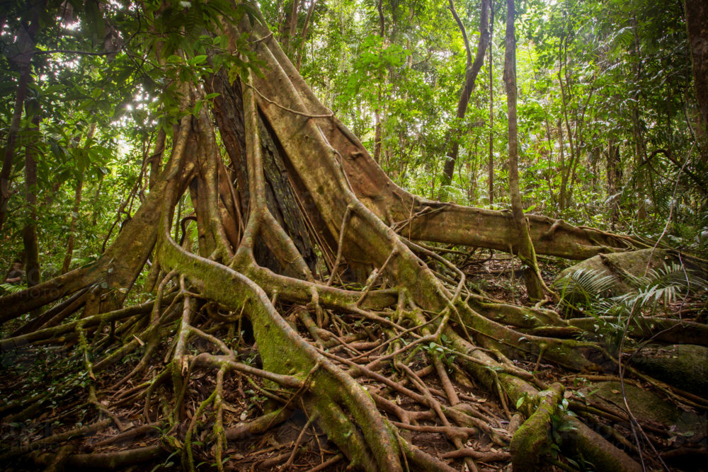 Dense rainforest in Mossman Gorge, Queensland, Australia - Australian Stock Image
