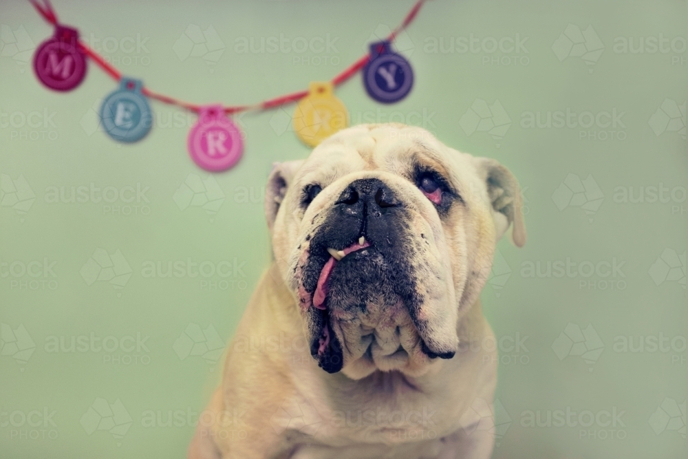 Depressed bulldog in front of a festive merry sign - Australian Stock Image