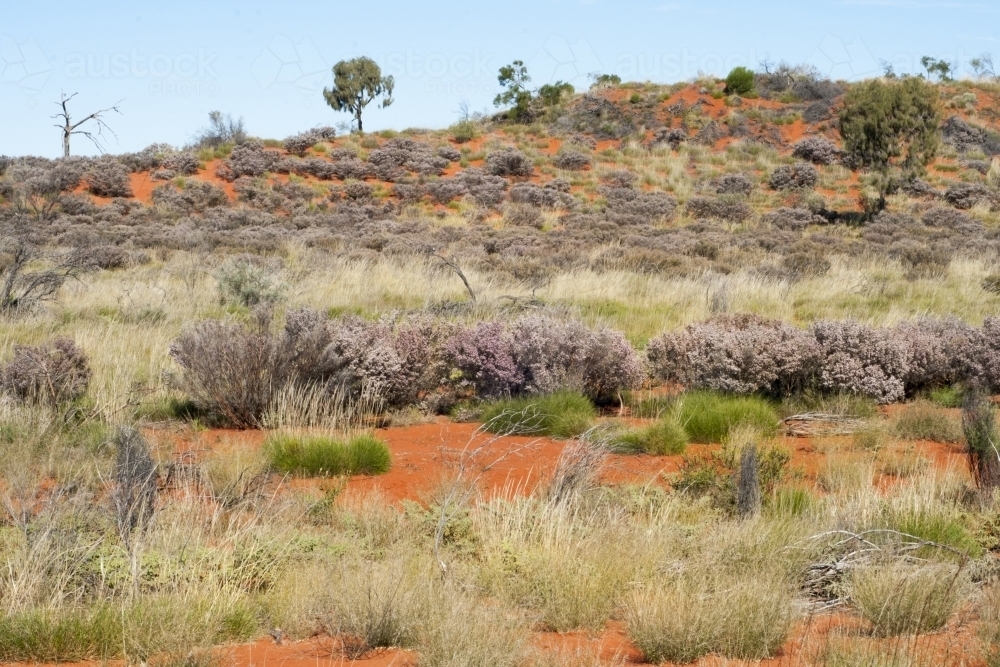 Desert dune landscape with red sand and plants - Australian Stock Image
