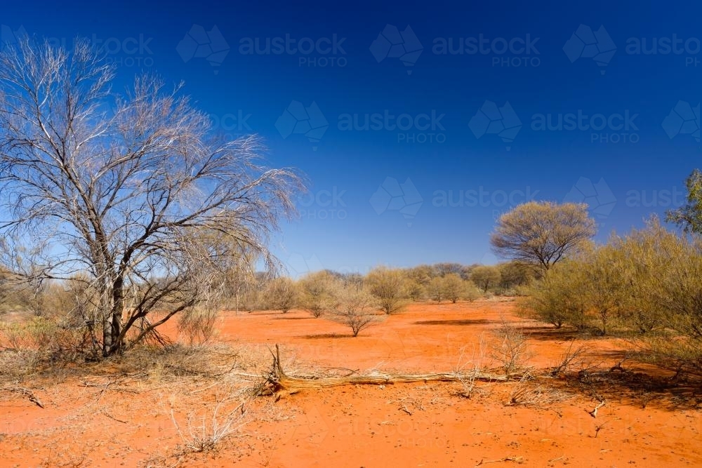 Desert scene with dry shrubs, dark orange sand and dark blue sky - Australian Stock Image