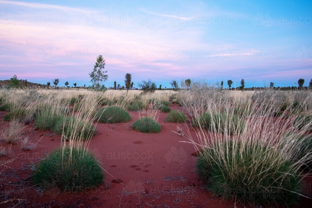 Desert sunrise over red earth and green grasses - Australian Stock Image