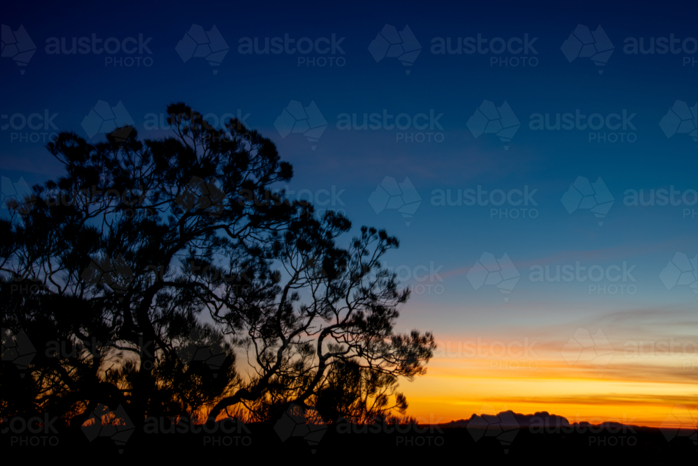 Desert sunset with silhouette of a eucalypt tree on the left of the frame - Australian Stock Image