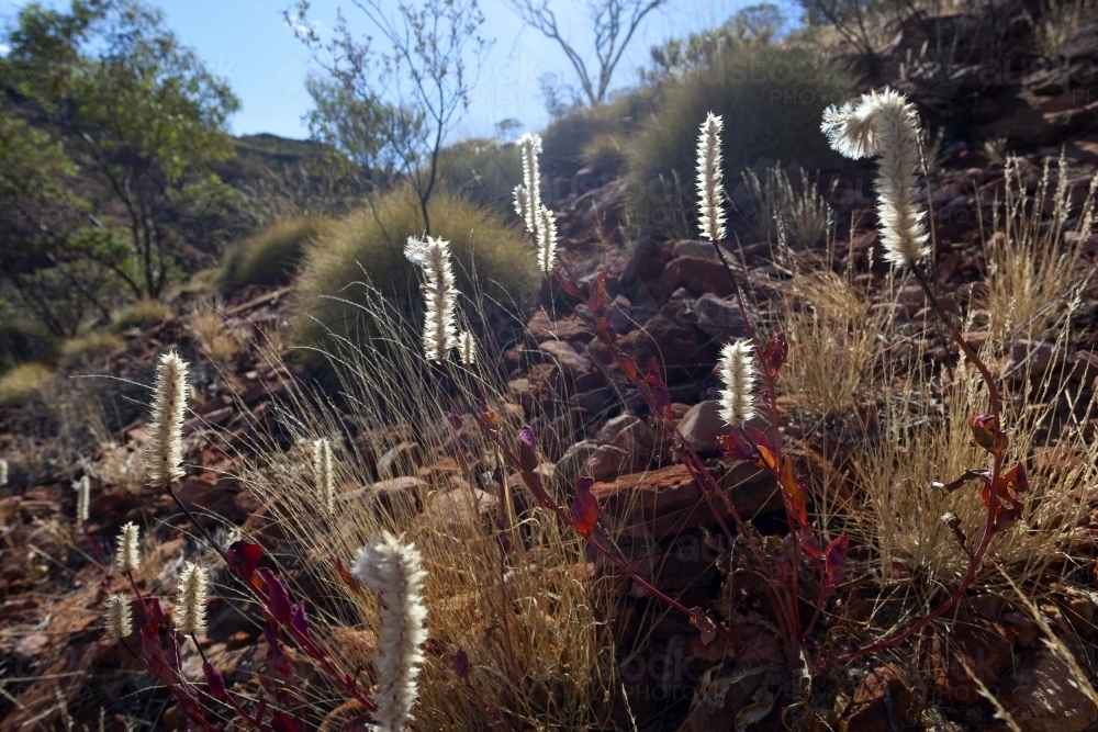 Desert wildflowers of Central Australia in sunlight - Australian Stock Image