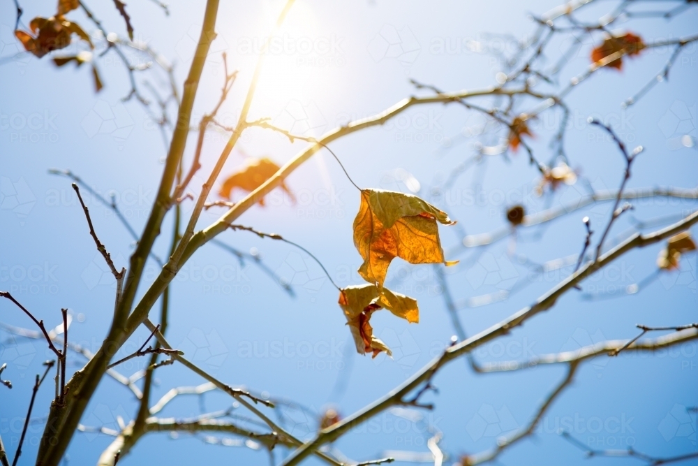 Desiccated leaf on winter plane tree - Australian Stock Image