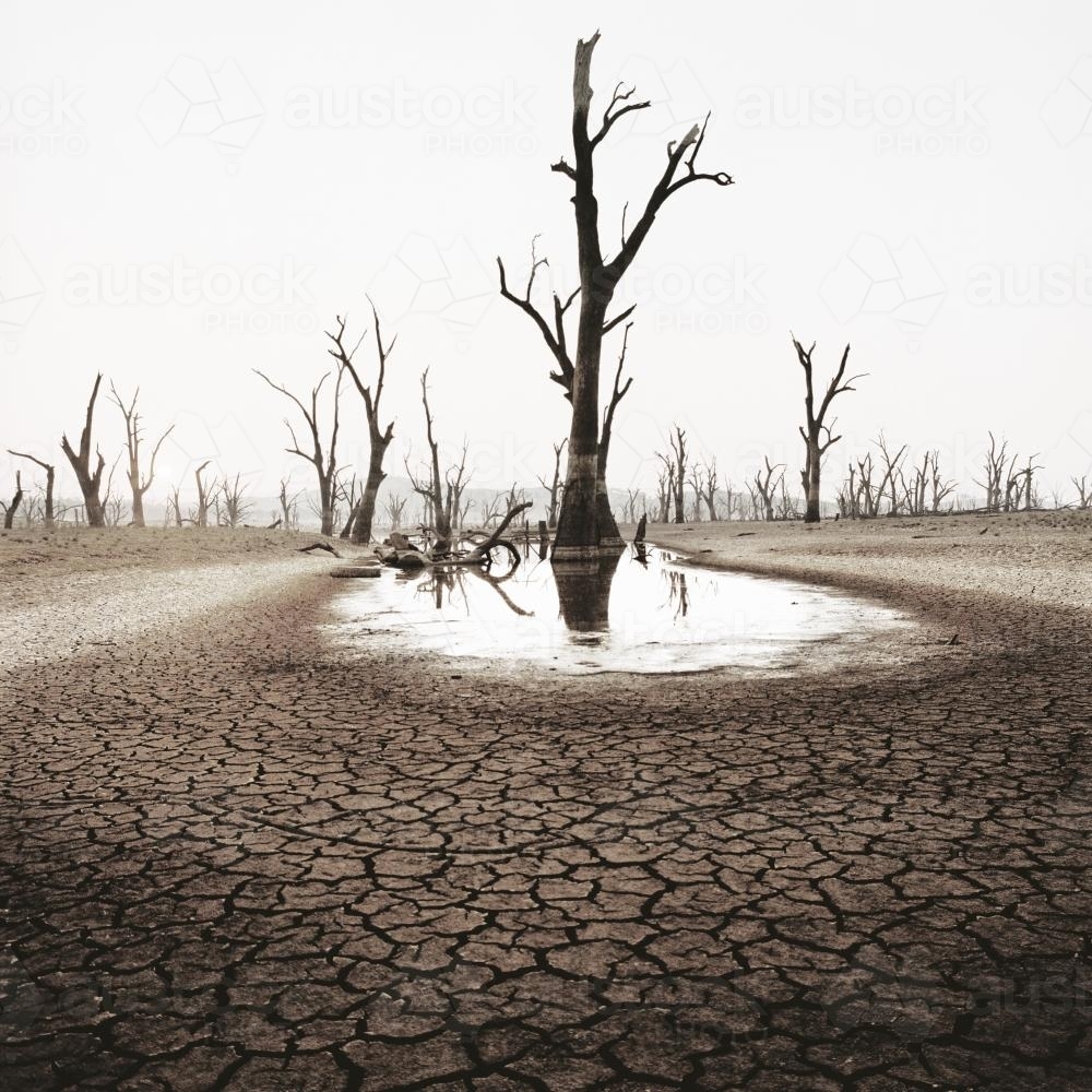 Desolate landscape with dead trees and cracked earth - Australian Stock Image