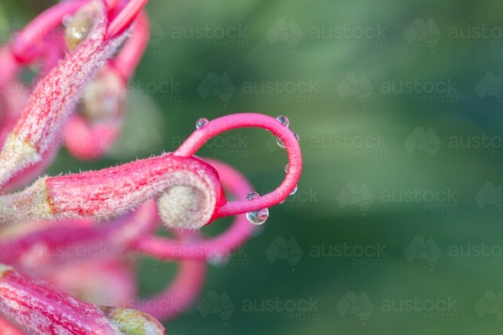 Detail macro shot of pink grevillea flower with water droplets - Australian Stock Image