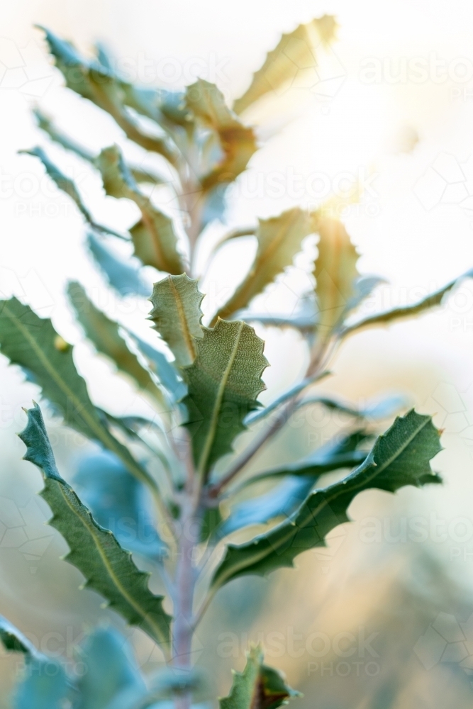 Detail of banksia leaves - Australian Stock Image
