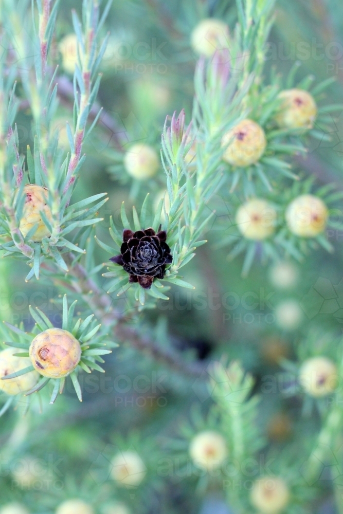 Detail of black leucadendron cone - Australian Stock Image
