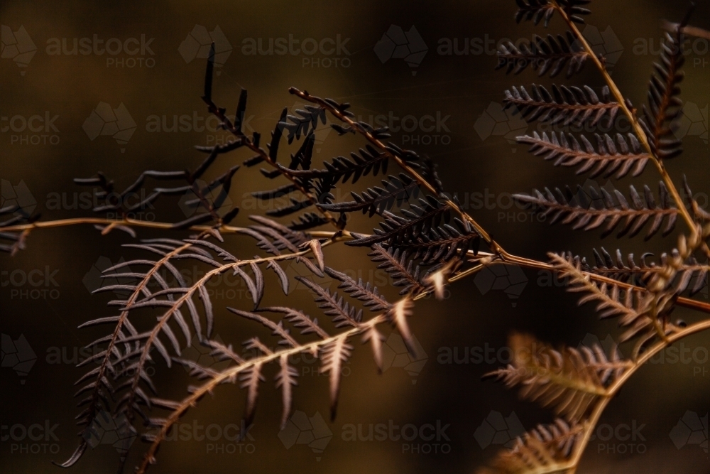 Detail of blackened leaf of fern plant after bushfire - Australian Stock Image