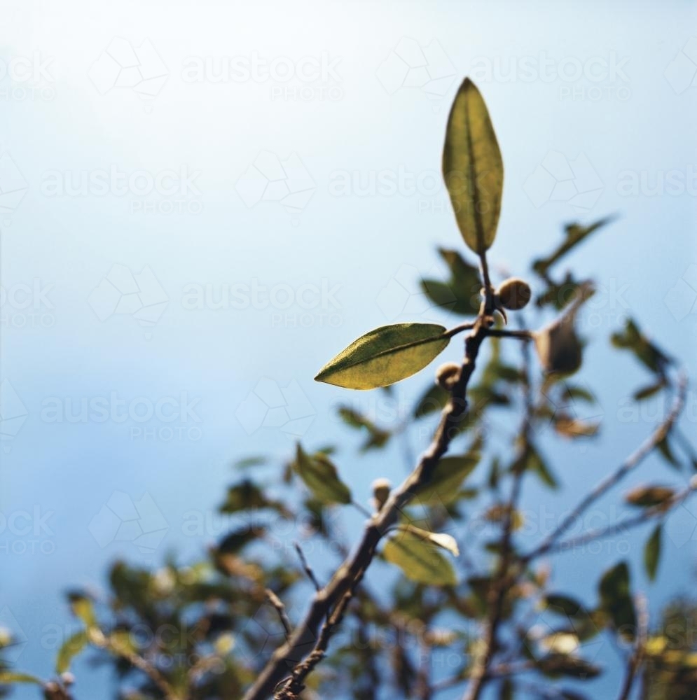 Detail of branch with leaves and blue sky behind - Australian Stock Image