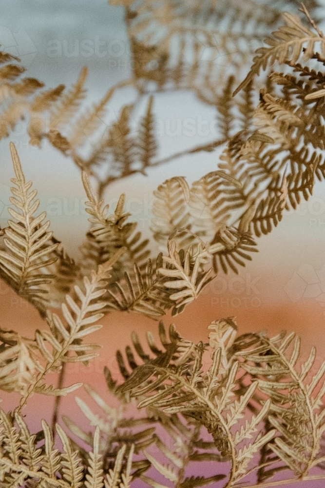 Detail of brown dried fern plant with pastel background - Australian Stock Image