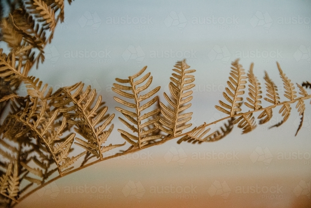 Detail of brown dried fern plant with pastel background - Australian Stock Image