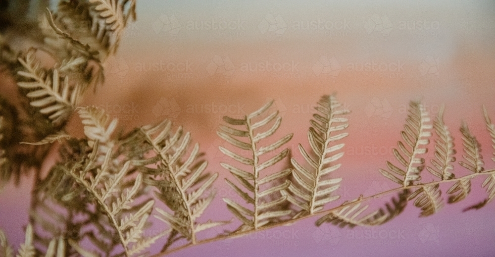 Detail of brown dried fern plant with pastel background - Australian Stock Image