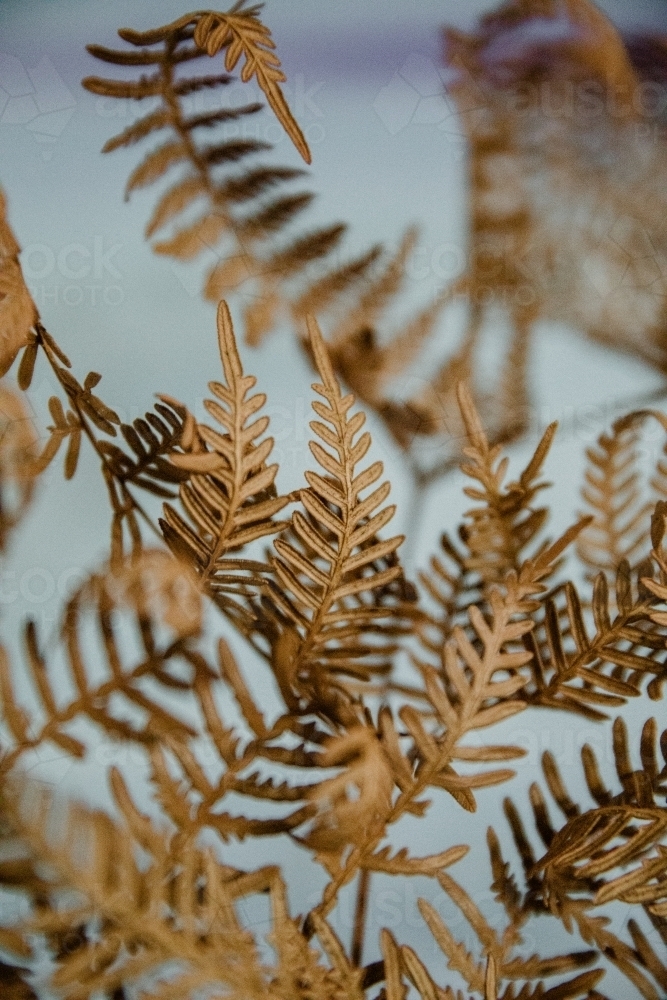 Detail of brown dried fern plant with pastel background - Australian Stock Image