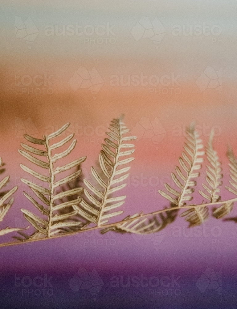 Detail of brown dried fern plant with pastel background - Australian Stock Image