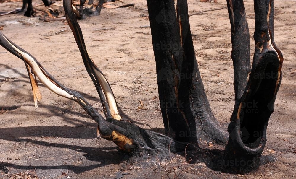 Detail of charred tree after a bushfire - Australian Stock Image