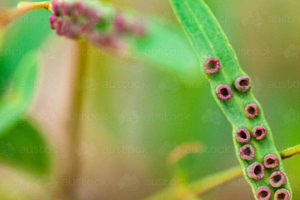 Detail of coloured pattern on green leaf - Australian Stock Image