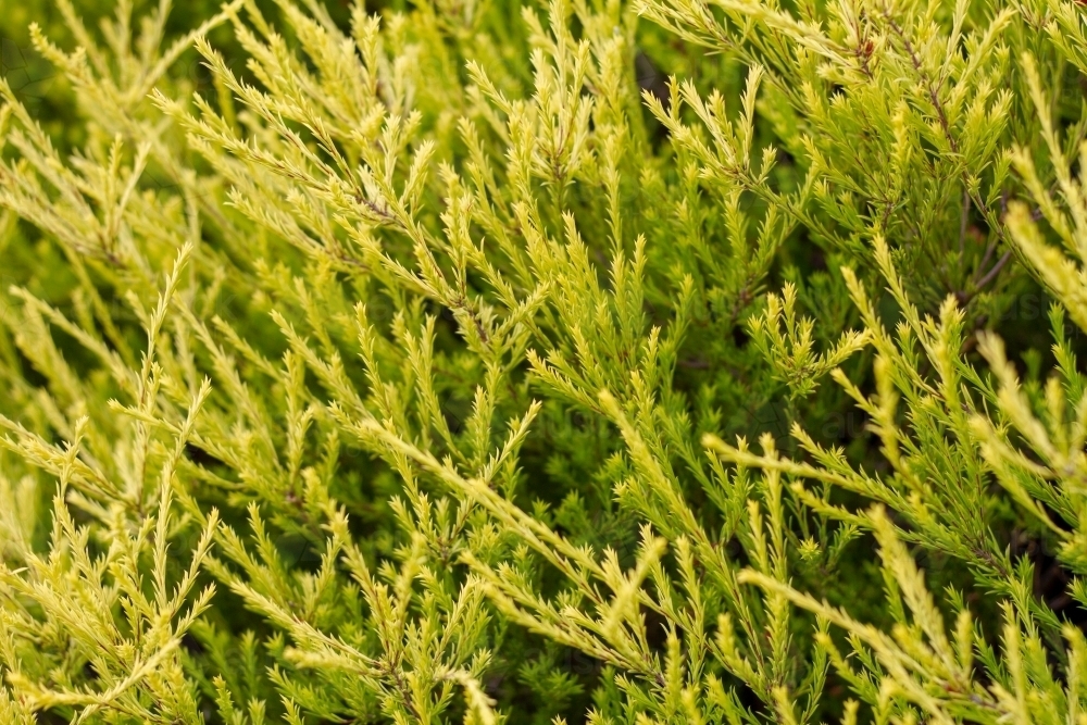 Detail of diosma foliage - Australian Stock Image