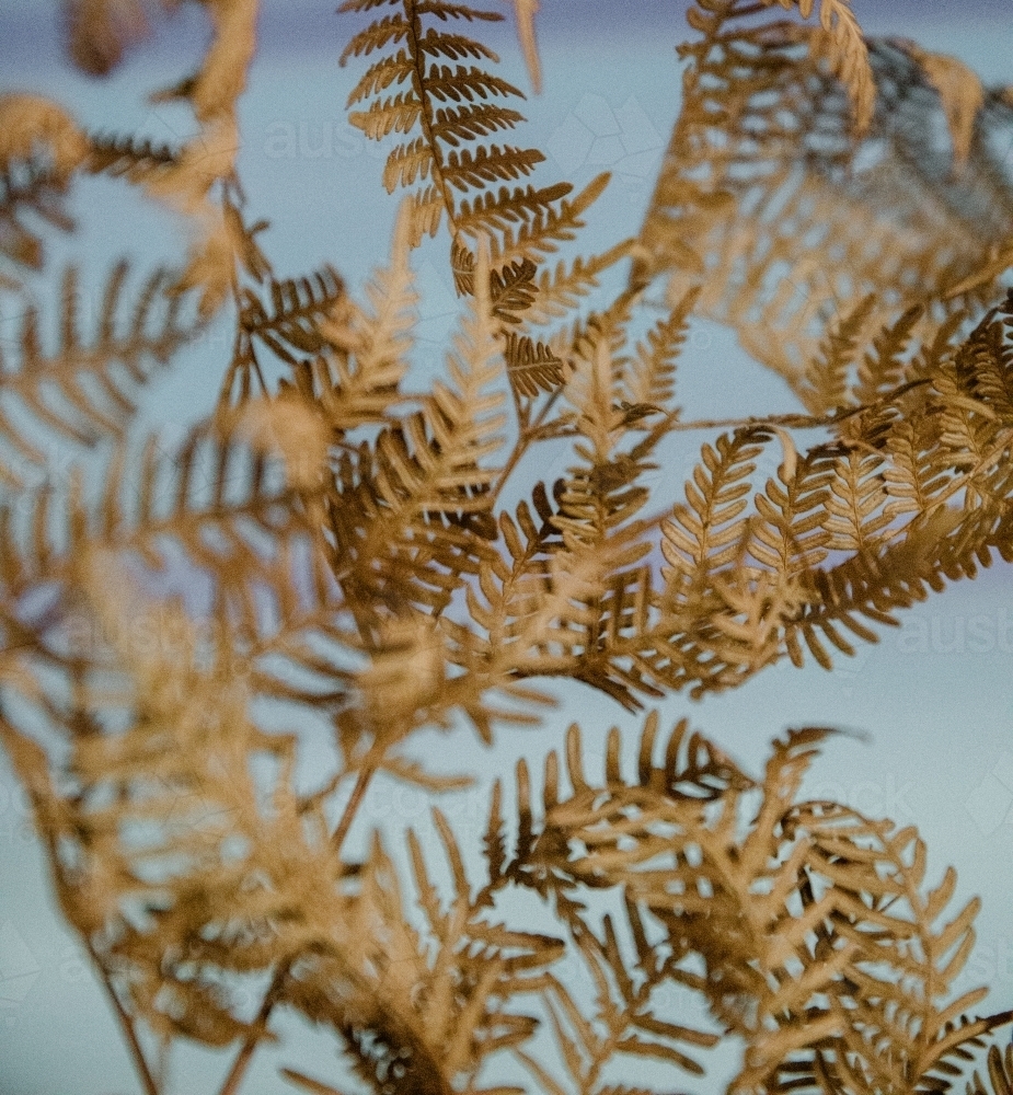 Detail of dried, brown fern plant with pastel background - Australian Stock Image