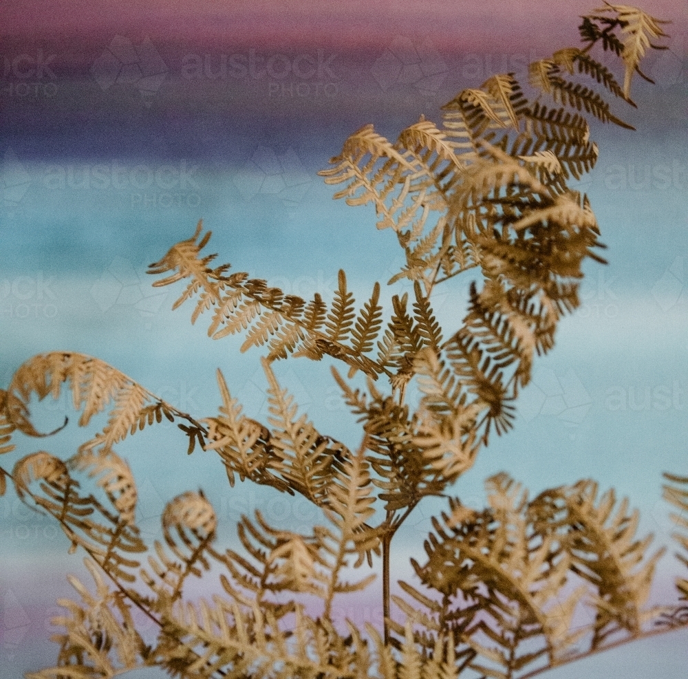 Detail of dried, brown fern plant with pastel background - Australian Stock Image