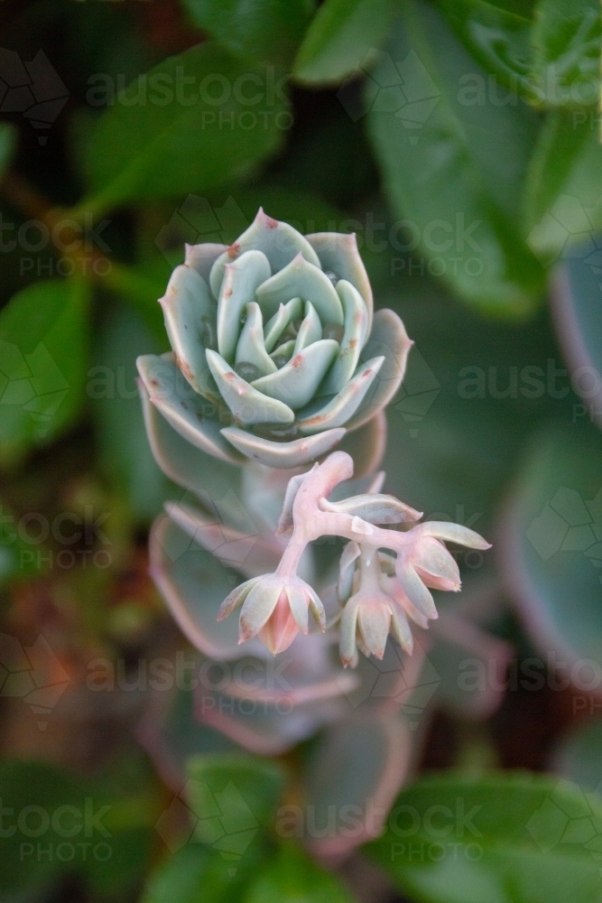 detail of echeveria plant - Australian Stock Image