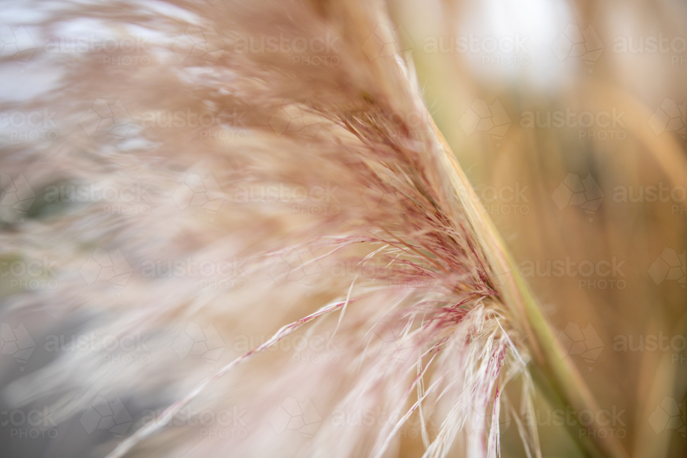 Detail of ornamental grass shrub - Australian Stock Image