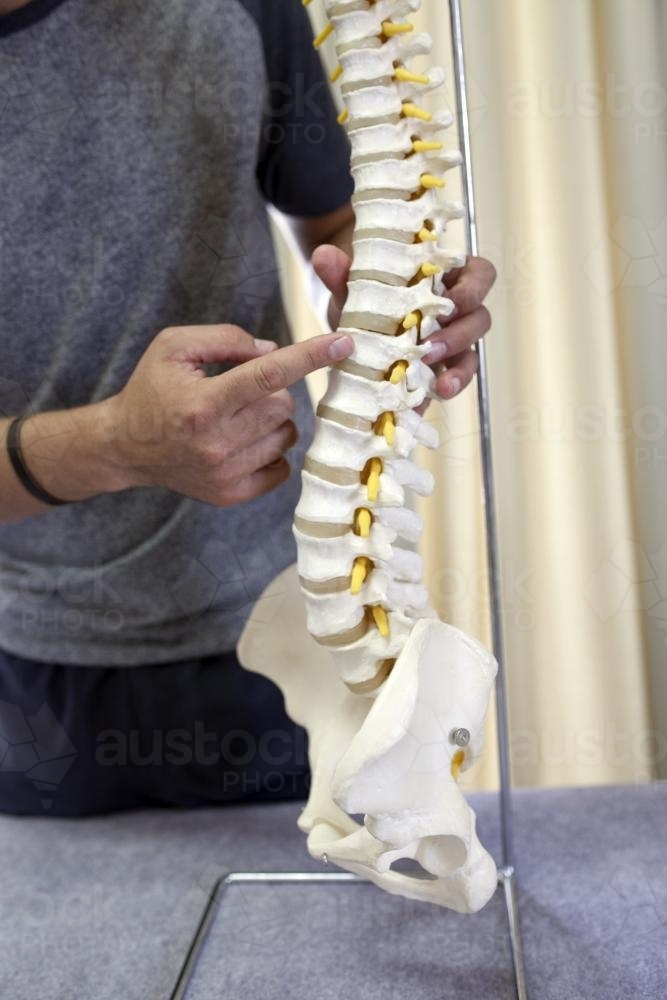 Detail of physiotherapist demonstrating with spine model - Australian Stock Image
