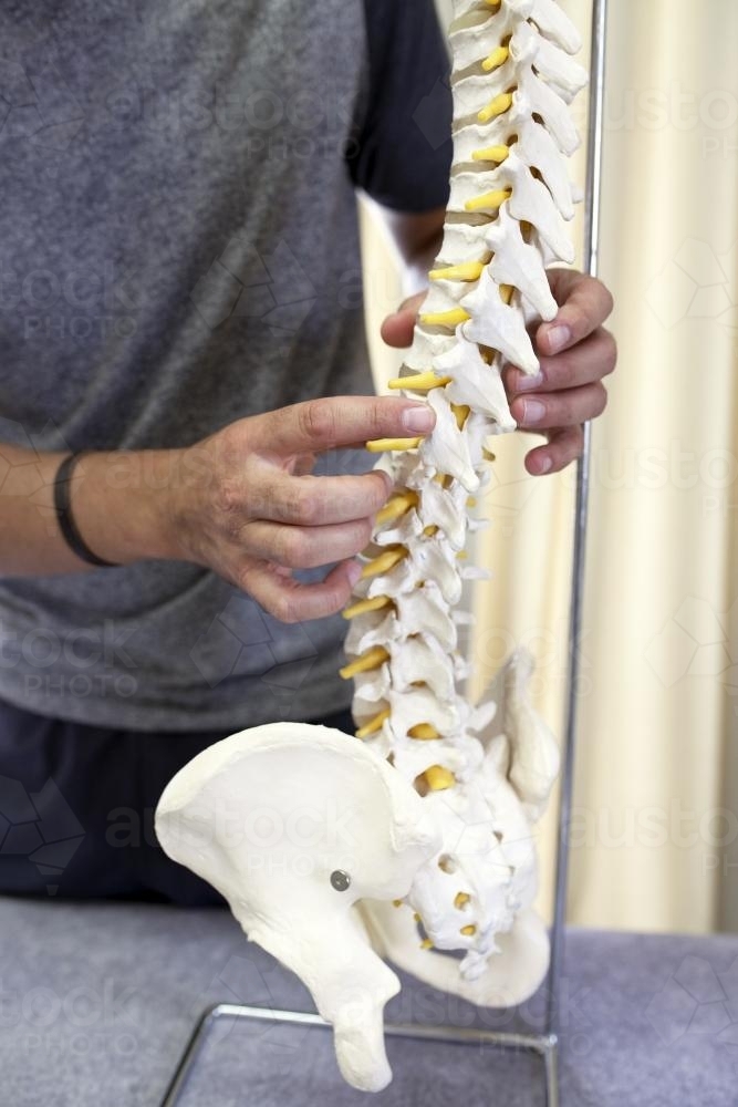 Detail of physiotherapist holding spine model - Australian Stock Image