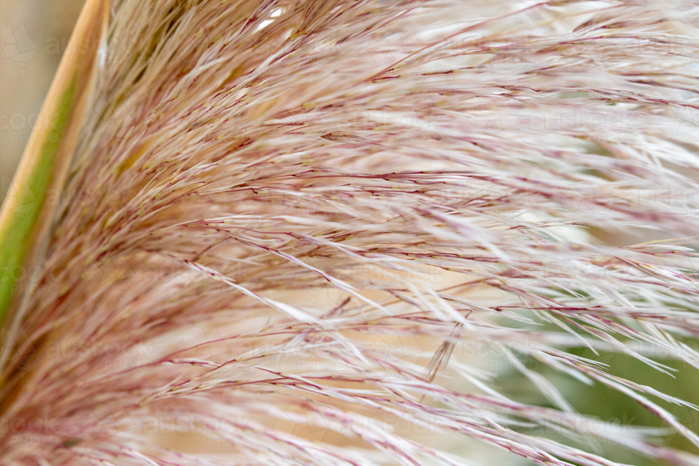 Detail of pink and cream grass - Australian Stock Image