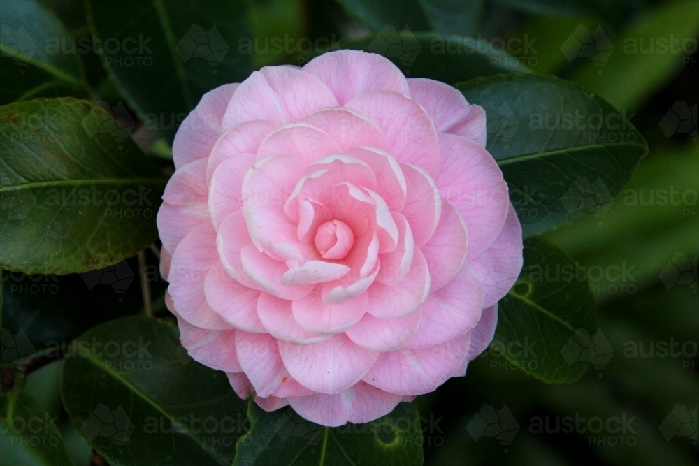 Detail of pink camellia flower - Australian Stock Image