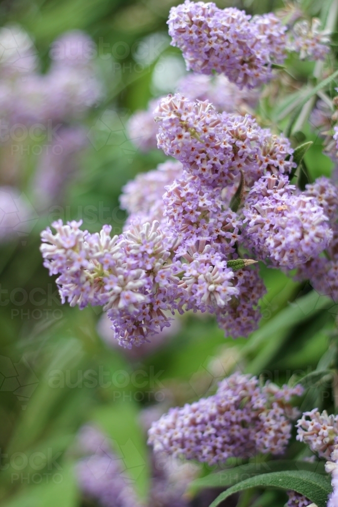 Detail of purple buddleja flower - Australian Stock Image