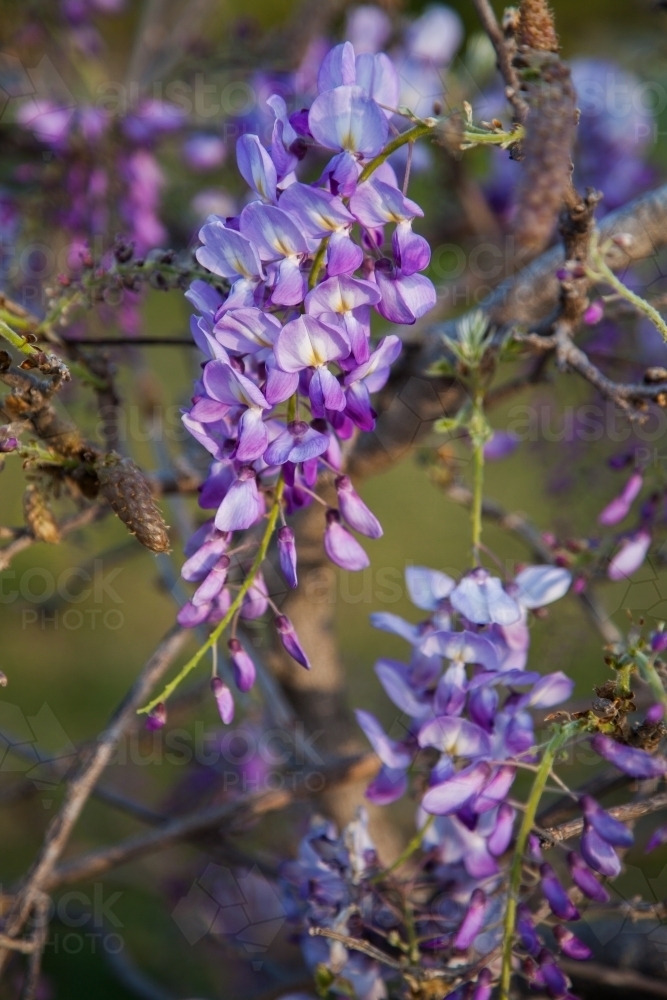 Detail of purple wisteria flowers in Spring - Australian Stock Image