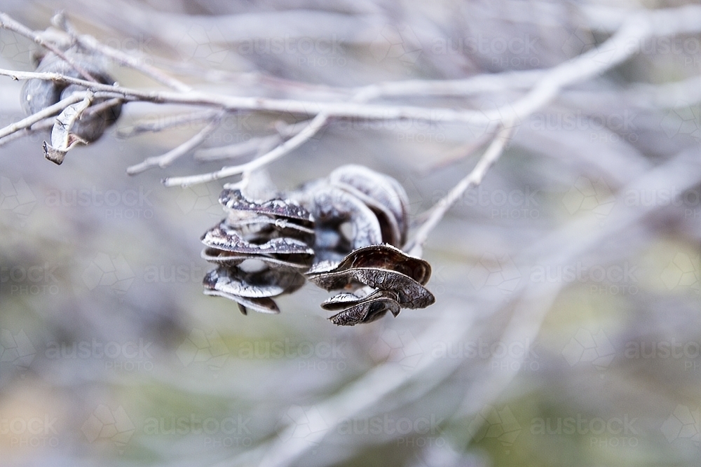 Detail of seed pods on native tree - Australian Stock Image
