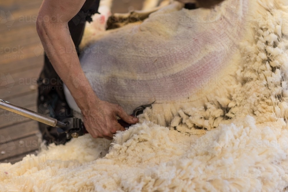 Detail of shearing fleece from merino sheep - Australian Stock Image