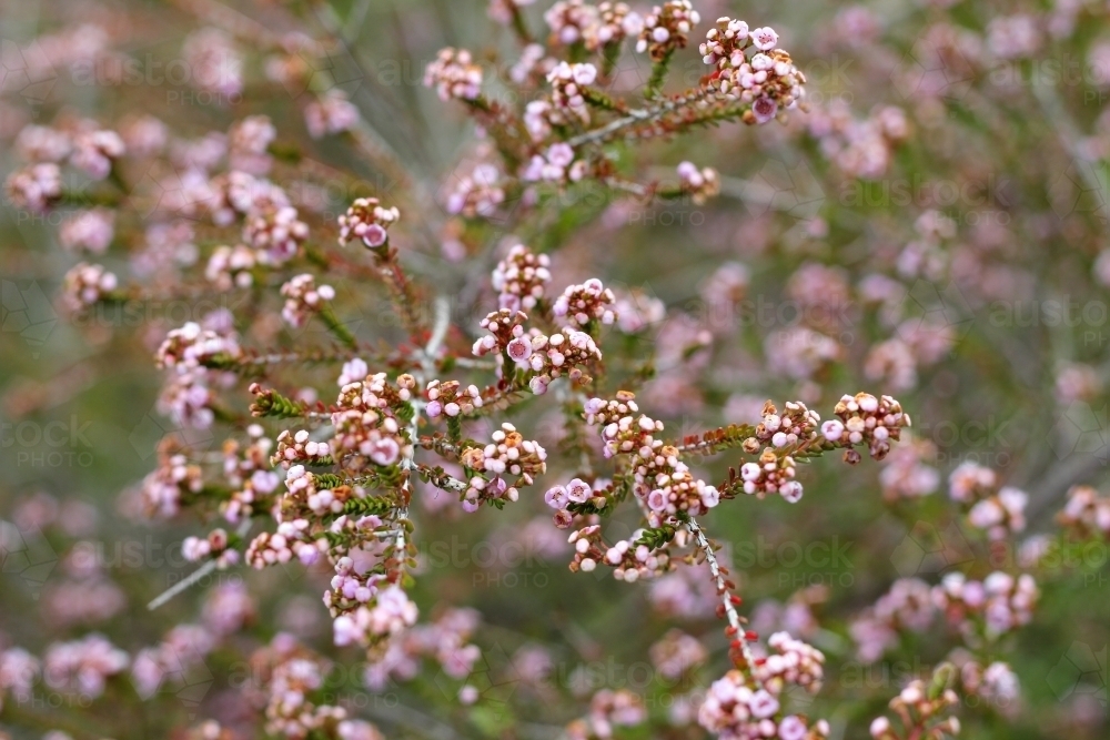 detail of small pink flowers on shrub - Australian Stock Image