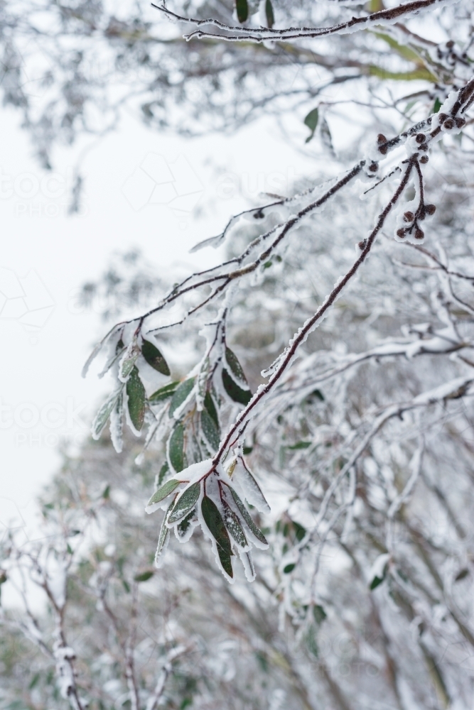 detail of snow covered gum leaves - Australian Stock Image
