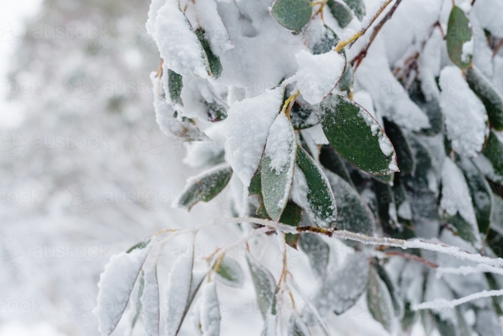 detail of snow covered gum leaves - Australian Stock Image