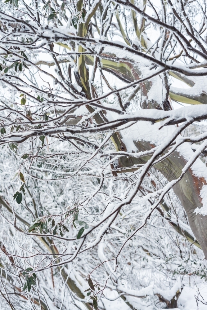 detail of snow covered gum leaves - Australian Stock Image