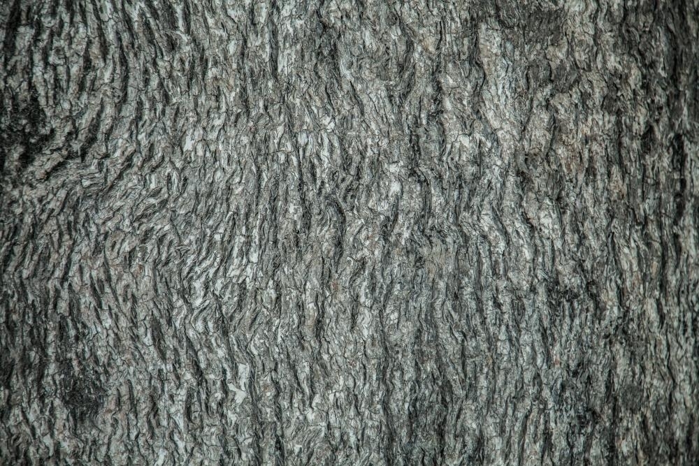 Detail of the bark on the trunk of a grey box tree - Australian Stock Image