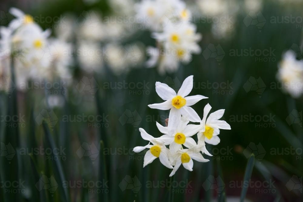 Detail of white daffodils with selective focus background - Australian Stock Image