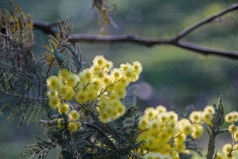 Detail of yellow acacia flower - Australian Stock Image
