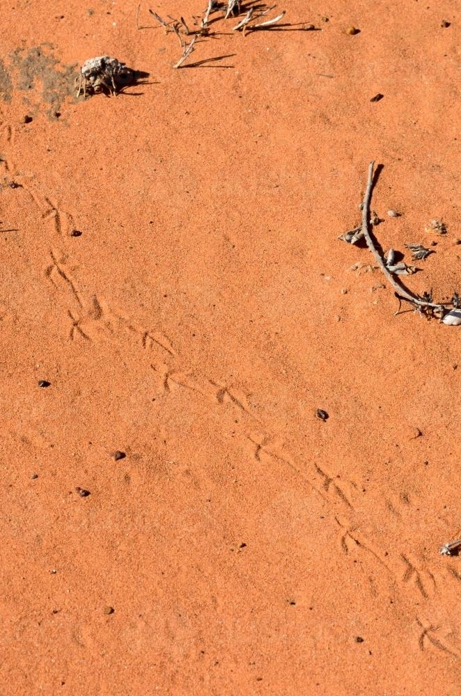 Detail shot of animal prints in orange desert sand - Australian Stock Image