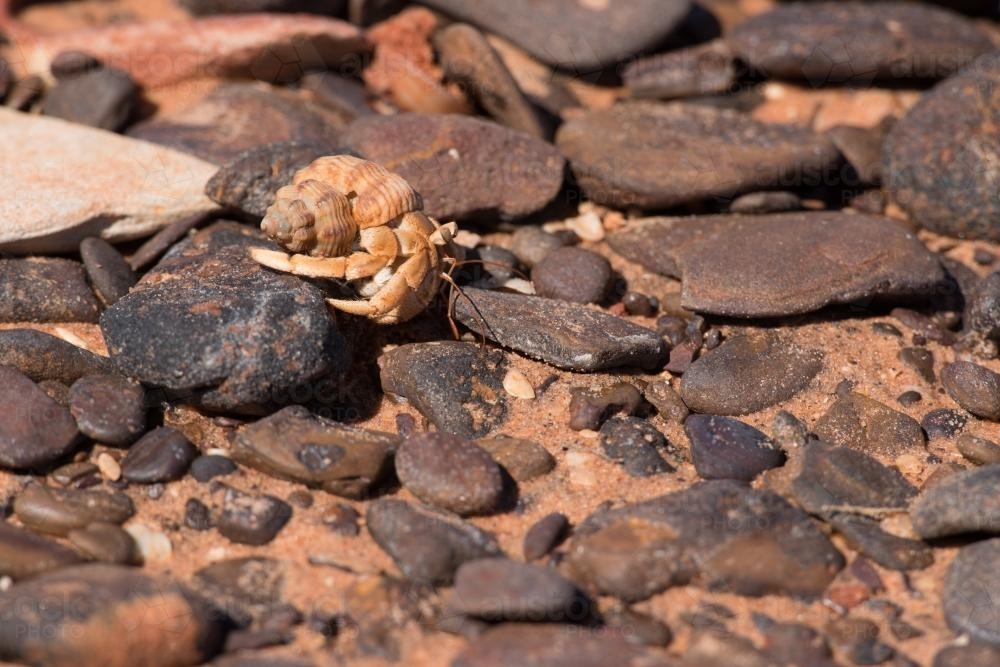 Detail shot of beach with orange sand, pebbles and hermit crab - Australian Stock Image