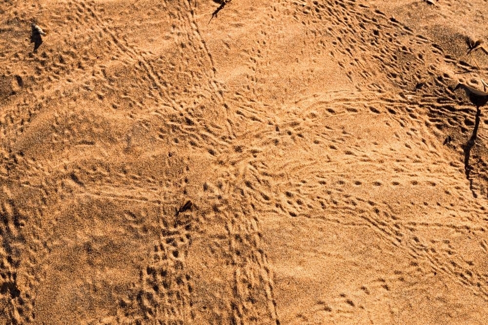 Detail shot of crab prints in orange sand - Australian Stock Image