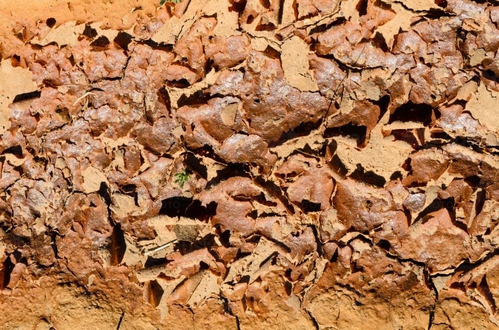 Detail shot of cracked and peeling dried mud - Australian Stock Image