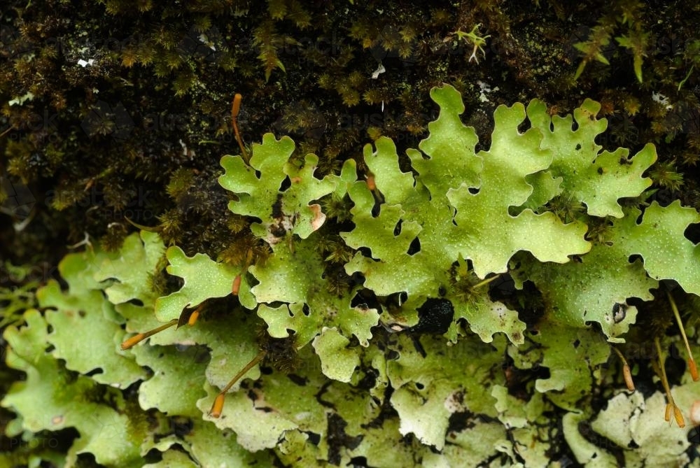 Detail shot of green lichens - Australian Stock Image