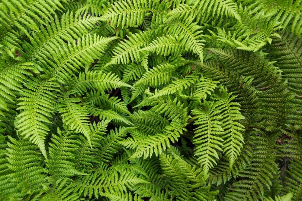 Detail shot of greentree fern fronds - Australian Stock Image